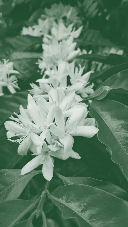 Finca Miraflores Geisha