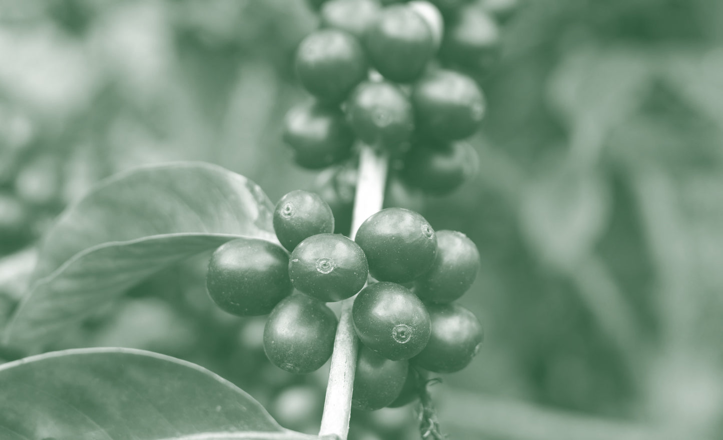 Finca Miraflores Geisha