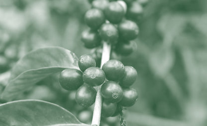Finca Miraflores Geisha