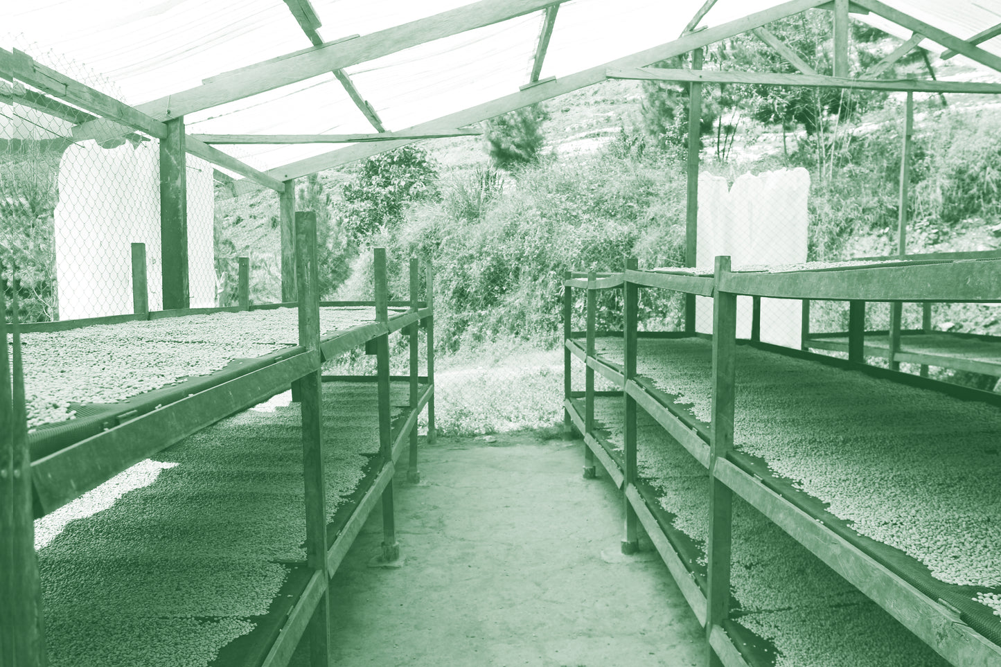 Finca Miraflores Geisha