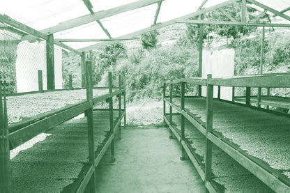 Finca Miraflores Geisha
