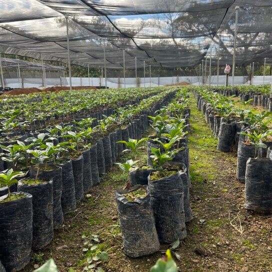 Young coffee seedlings in nursery bags under shade cloth at a Honduran coffee farm