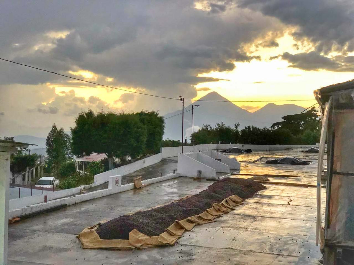Coffee drying patio at sunset with volcanoes in the background, Guatemala