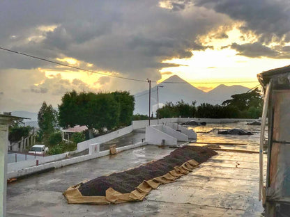 Coffee drying patio at sunset with volcanoes in the background, Guatemala