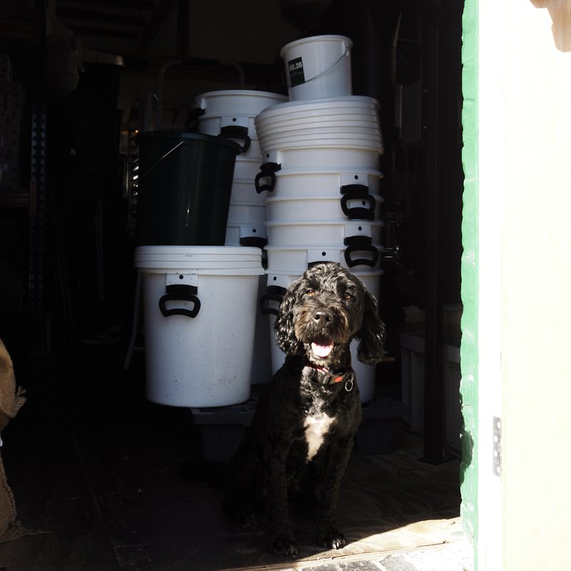 Dog sitting in the roastery doorway beside stacked tubs